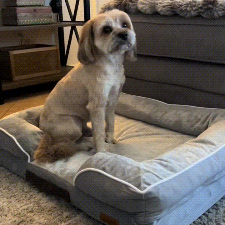 Pet Care Media