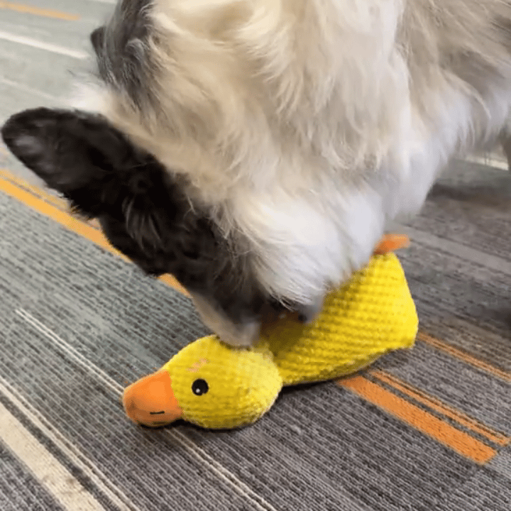 Pet Care Media