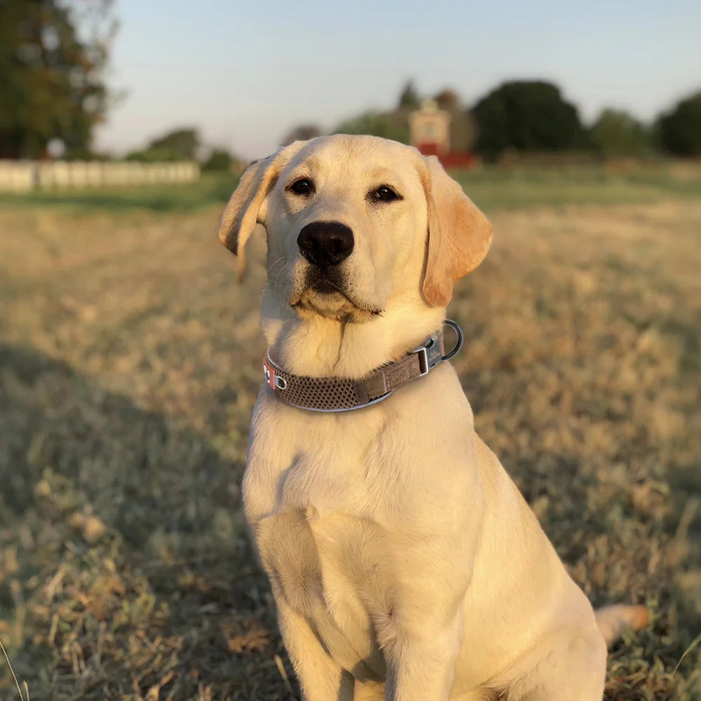 Custom Engraved Reflective Mesh Collar